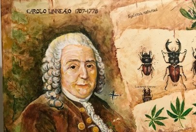 Tavla av Linné och en sida ur hans bok med illustrerade växter och insekter.