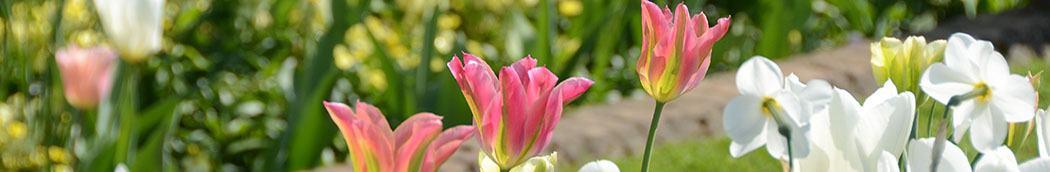 Tulppaanit.