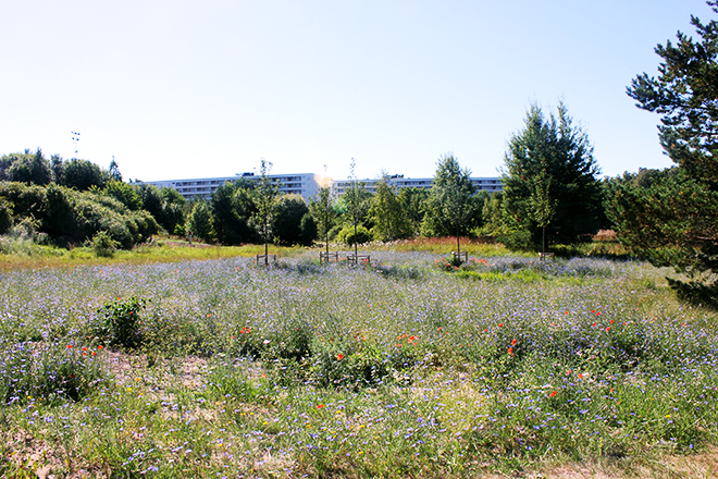 En blommande äng.