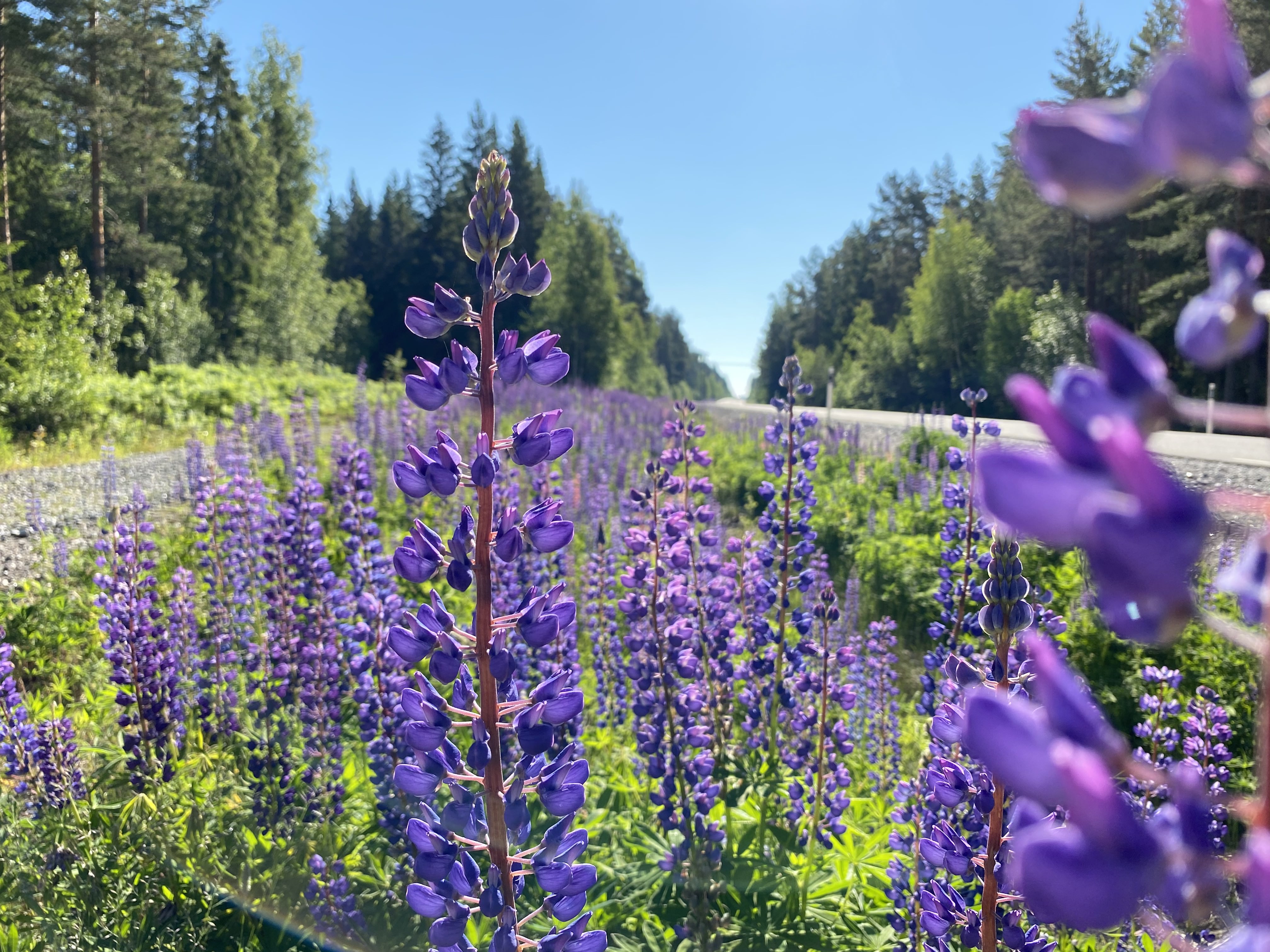 Blomsterlupin vid väg
